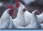 Photo of chickens behind a wire fence.